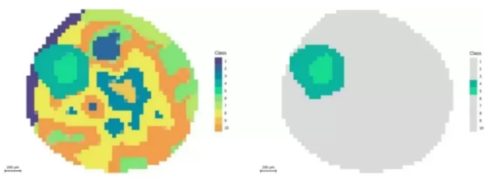 Segmentation analysis highlighting the embryonic axis at 50 μm resolution
